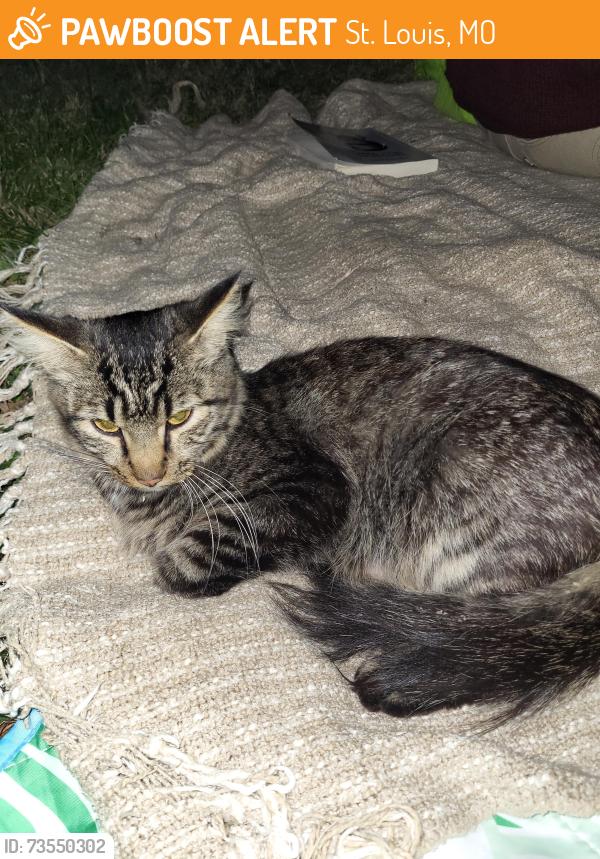 Found/Stray Female Cat last seen Found her in Carondelet park, near the bird sanctuary and bathrooms., St. Louis, MO 63111
