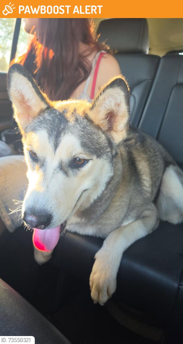Found/Stray Female Dog last seen Drowning creek rd & 316, Gwinnett County, GA 30019