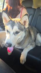 Found/Stray Female Dog last seen Drowning creek rd & 316, Gwinnett County, GA 30019