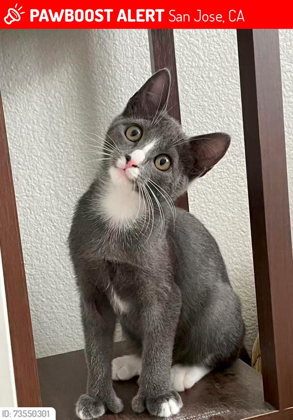 Lost Female Cat last seen Near Whitewood Dr, San Jose, CA 95131, San Jose, CA 95131