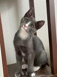 Lost Female Cat last seen Near Whitewood Dr, San Jose, CA 95131, San Jose, CA 95131