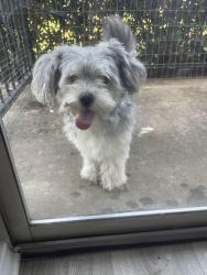 Reunited Male Dog last seen At Cleburne Terrace apmts, Cleburne, TX 76033
