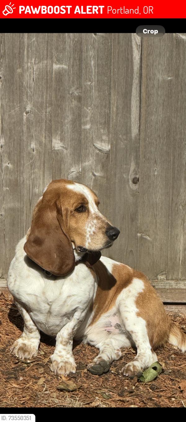 Lost Male Dog last seen 147th, Portland, OR 97236