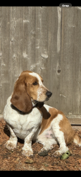 Lost Male Dog last seen 147th, Portland, OR 97236