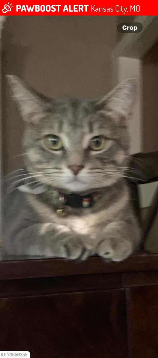 Lost Female Cat last seen Near Hillcrest Road, Kansas City, MO 64137