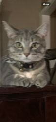 Lost Female Cat last seen Near Hillcrest Road, Kansas City, MO 64137