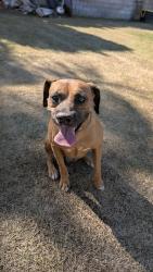 Found/Stray Unknown Dog last seen 30th ave, Cathedral City, CA 92234