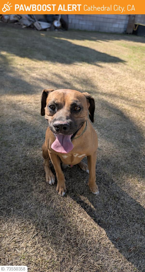 Found/Stray Unknown Dog last seen 30th ave, Cathedral City, CA 92234