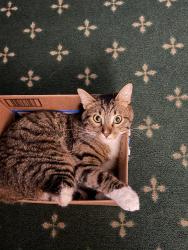 Lost Male Cat last seen Wrightwood and Austin, Chicago, IL 60639