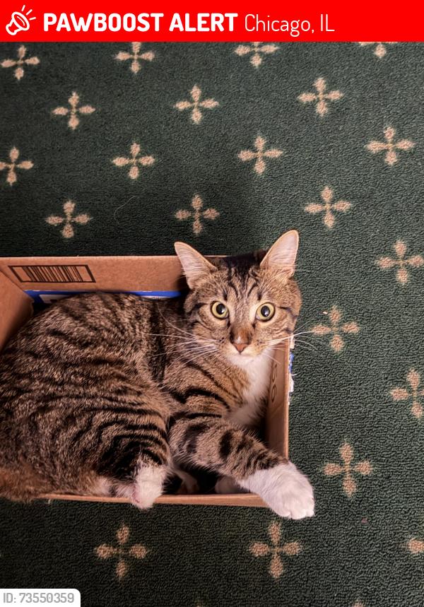 Lost Male Cat last seen Wrightwood and Austin, Chicago, IL 60639