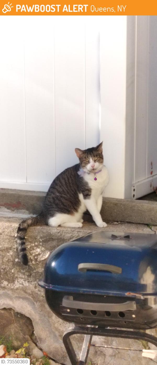 Found/Stray Unknown Cat last seen hillside avenue, Queens, NY 11427