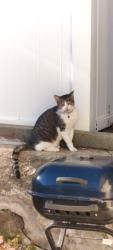 Found/Stray Unknown Cat last seen hillside avenue, Queens, NY 11427