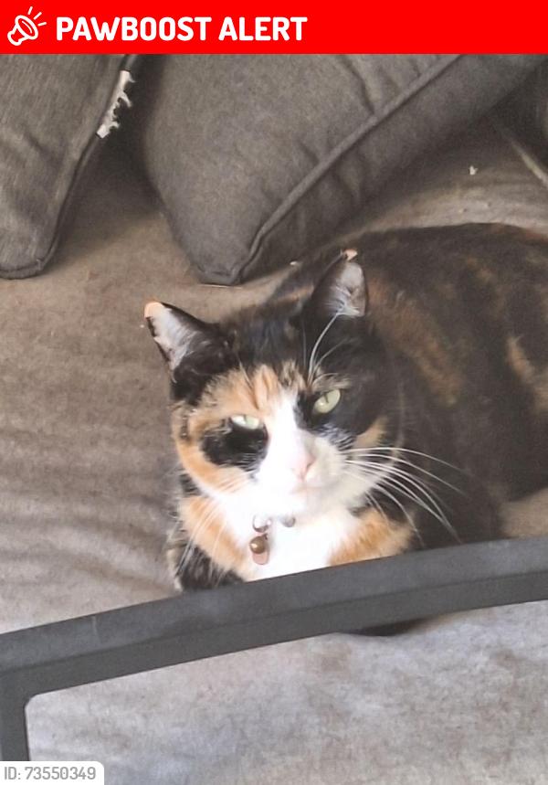 Lost Female Cat last seen Dundas and Tomken, Mississauga, ON L4Y 3X6