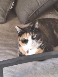 Lost Female Cat last seen Dundas and Tomken, Mississauga, ON L4Y 3X6