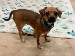 Shelter Stray Male Dog last seen Interstate 97, GAMBRILLS, MD, 21054, 411 Maxwell Frye Rd, Millersville, MD 21108, USA