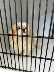 Shelter Stray Female Dog last seen Bark Lane, VIRGINIA BEACH, VA, 23455, 341 S Birdneck Rd, Virginia Beach, VA 23451, USA