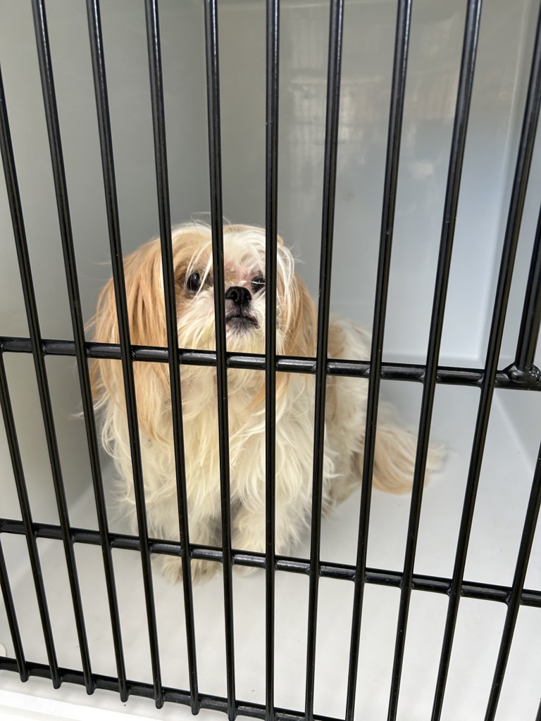Shelter Stray Female Dog last seen Bark Lane, VIRGINIA BEACH, VA, 23455, 341 S Birdneck Rd, Virginia Beach, VA 23451, USA