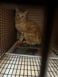 Shelter Stray Unknown Cat last seen Near Diwa Cove, DEL VALLE, TX, 78617, 7201 Levander Loop bldg a, Austin, TX 78702, USA