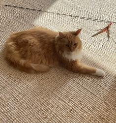 Shelter Stray Female Cat last seen NEW YORK, NY, 10029, 326 E 110th St, New York, NY 10029, USA