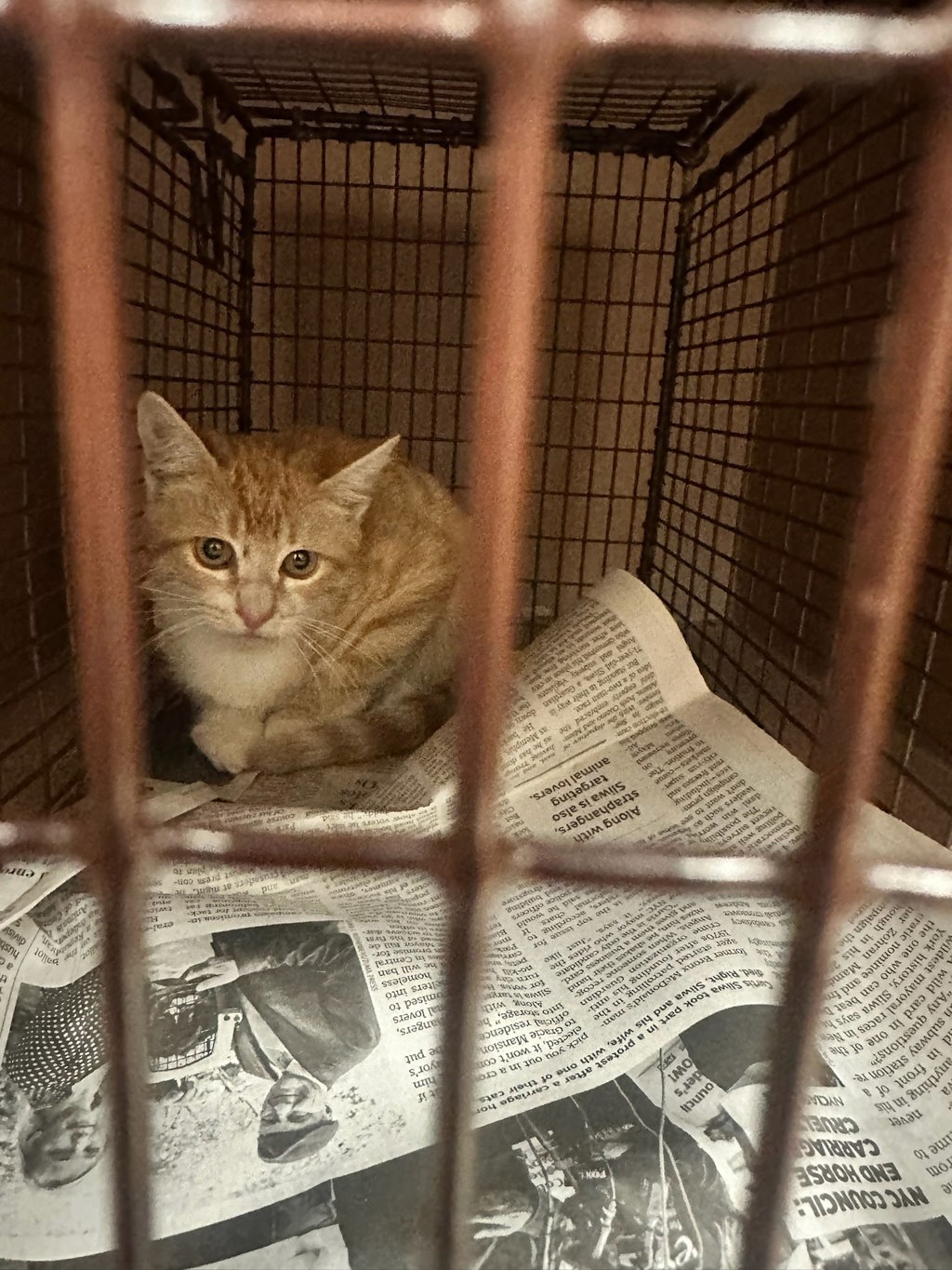 Shelter Stray Male Cat last seen Near Diwa Cove, DEL VALLE, TX, 78617, 7201 Levander Loop bldg a, Austin, TX 78702, USA