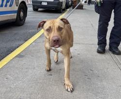 Shelter Stray Female Dog last seen Near Wyckoff Street, BROOKLYN, NY, 11217, 326 E 110th St, New York, NY 10029, USA
