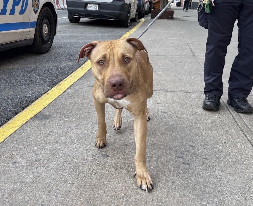 Shelter Stray Female Dog last seen Near Wyckoff Street, BROOKLYN, NY, 11217, 326 E 110th St, New York, NY 10029, USA