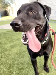 Shelter Stray Female Dog last seen Near W 5400 S, Kearns Township, UT, 84118, 511 W 3900 S, Salt Lake City, UT 84123, USA