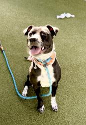 Shelter Stray Female Dog last seen Near E 800 S, SALT LAKE CITY, UT, 84111, 511 W 3900 S, Salt Lake City, UT 84123, USA