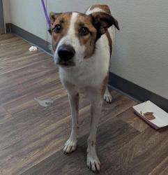 Shelter Stray Male Dog last seen Near Hotel Place, San Diego, CA, 92108, 5500 Gaines St, San Diego, CA 92110, USA