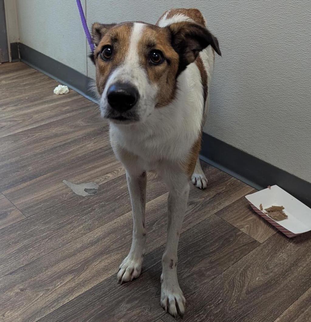 Shelter Stray Male Dog last seen Near Hotel Place, San Diego, CA, 92108, 5500 Gaines St, San Diego, CA 92110, USA