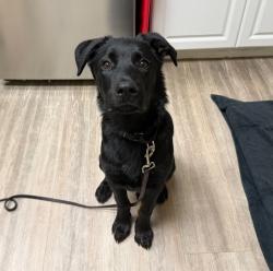 Shelter Stray Male Dog last seen Capri Drive, Vista, CA, 92084, Oceanside, CA 92058, USA