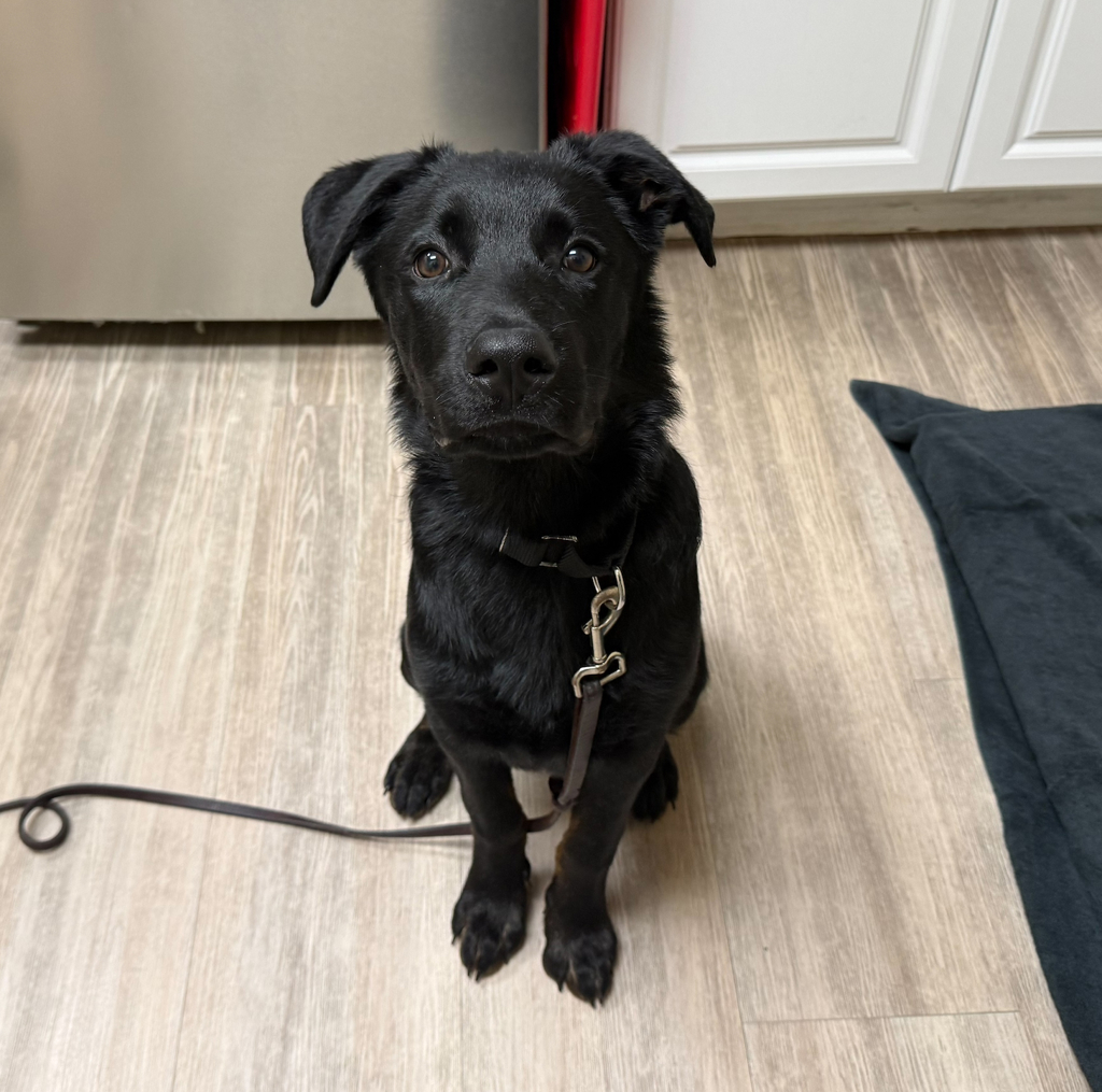 Shelter Stray Male Dog last seen Capri Drive, Vista, CA, 92084, Oceanside, CA 92058, USA