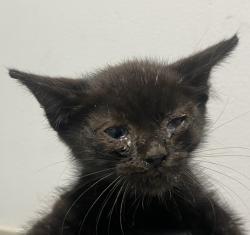 Shelter Stray Male Cat last seen Near 39th Street, San Diego, CA, 92105, 5500 Gaines St, San Diego, CA 92110, USA