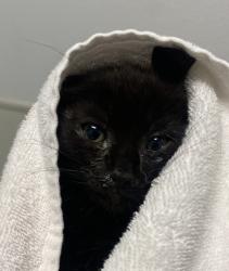 Shelter Stray Female Cat last seen Near 39th Street, San Diego, CA, 92105, 5500 Gaines St, San Diego, CA 92110, USA