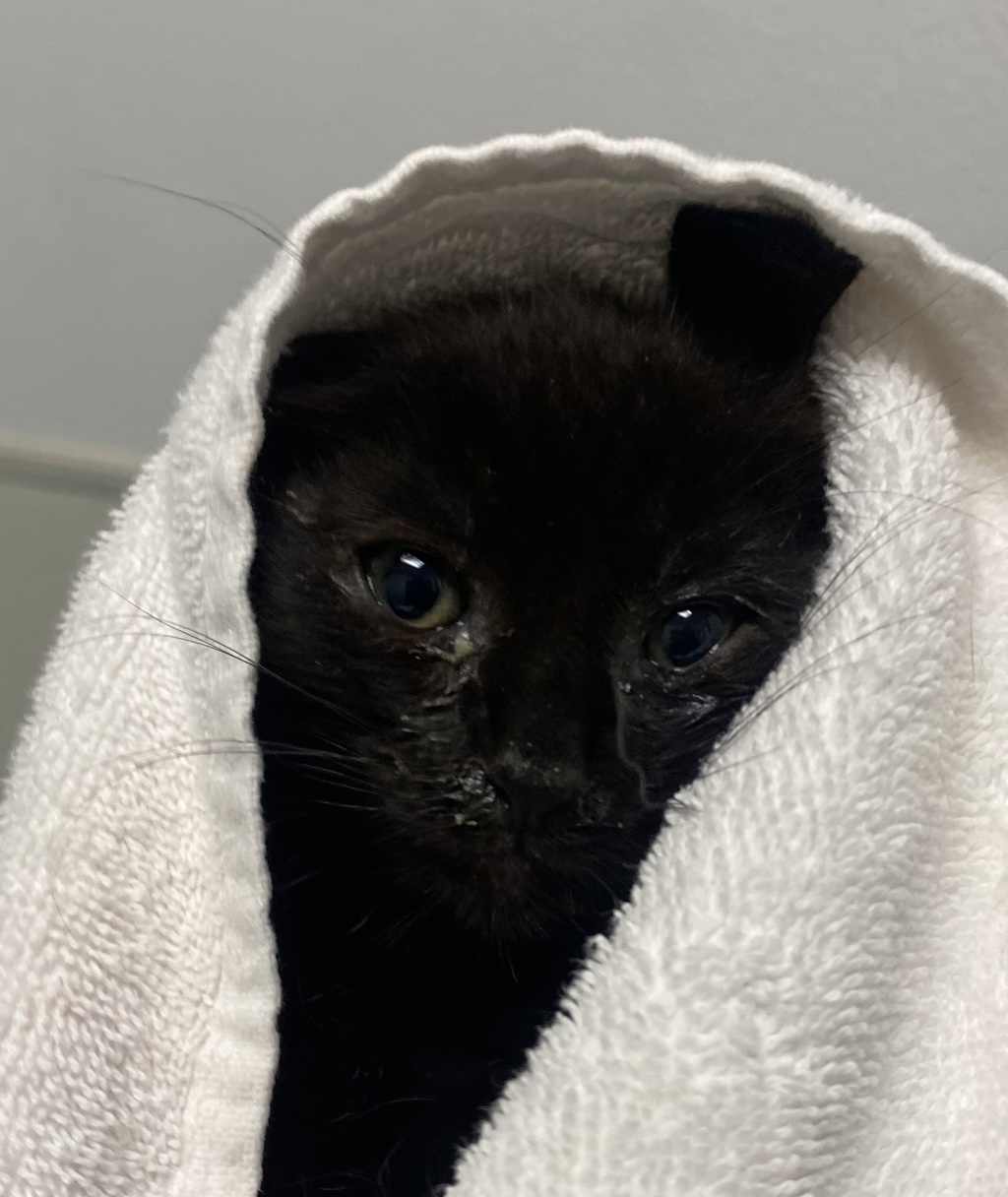 Shelter Stray Female Cat last seen Near 39th Street, San Diego, CA, 92105, 5500 Gaines St, San Diego, CA 92110, USA