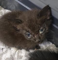 Shelter Stray Male Cat last seen Near 39th Street, San Diego, CA, 92105, 5500 Gaines St, San Diego, CA 92110, USA