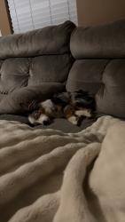 Reunited Male Dog last seen Candy Lilly lane and cedar bay circle, Paulding County, GA 30157