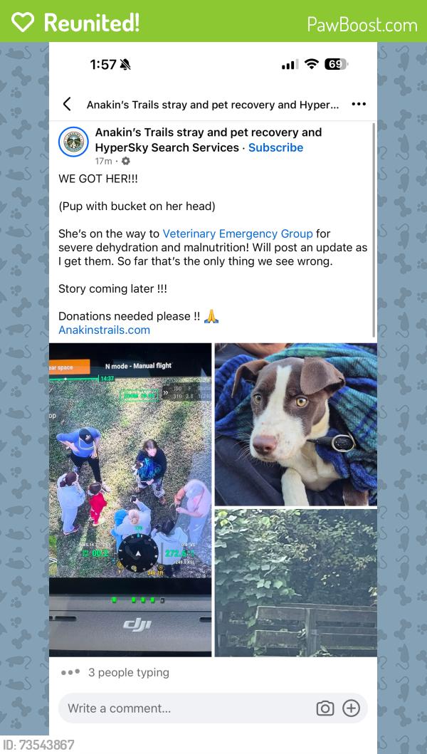 Reunited Unknown Dog last seen Backyard camera., Greenville, SC 29609