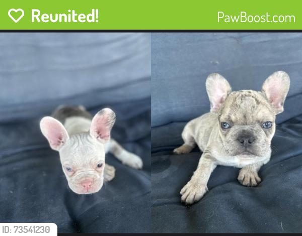 Reunited Female Dog last seen Southern and Priest, Tempe, Tempe, AZ 85282