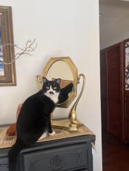 Reunited Male Cat last seen Franklin hwy243, Idyllwild-Pine Cove, CA 92549