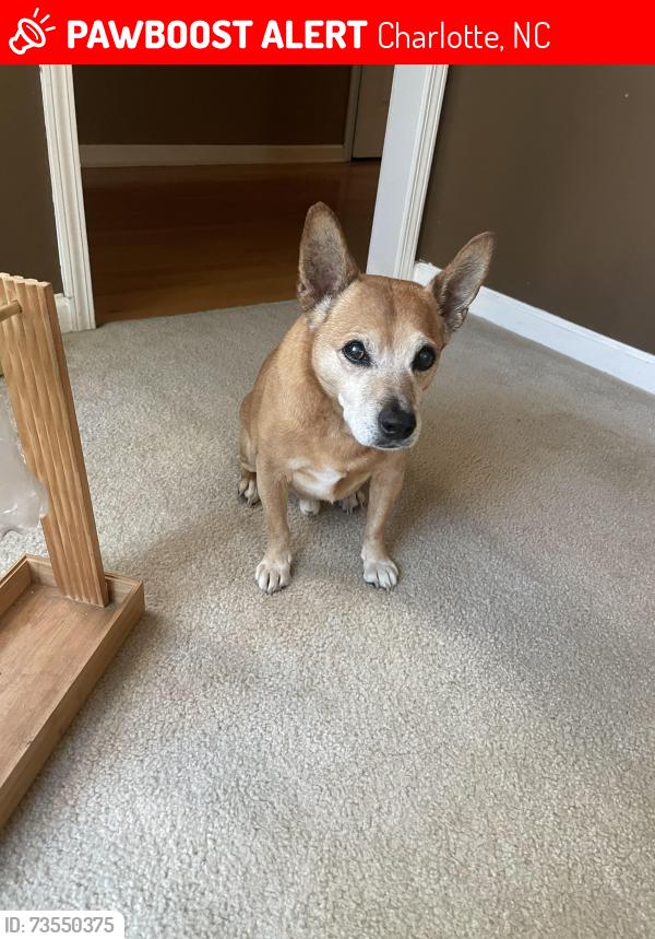 Lost Male Dog last seen Davis Lake neighborhood, Charlotte, NC 28269