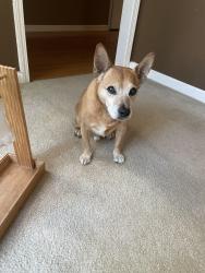 Lost Male Dog last seen Davis Lake neighborhood, Charlotte, NC 28269