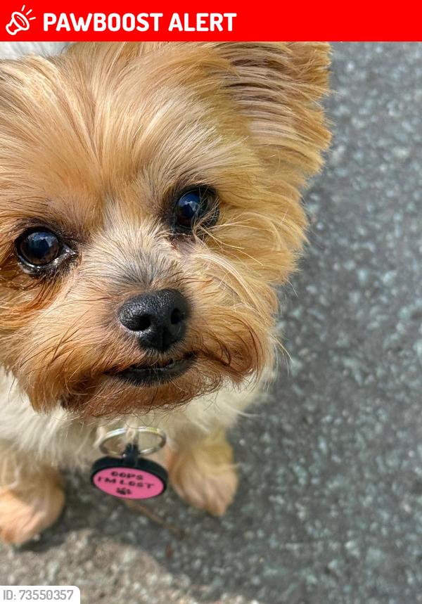 Lost Female Dog last seen Wigg island, Halton, England WA7 1LU