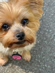 Lost Female Dog last seen Wigg island, Halton, England WA7 1LU