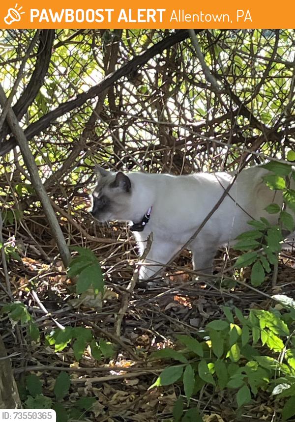 Found/Stray Unknown Cat last seen Parking lot/Forest at Hamilton Dental, Allentown, PA 18106