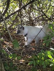 Found/Stray Unknown Cat last seen Parking lot/Forest at Hamilton Dental, Allentown, PA 18106