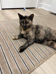 Found/Stray Female Cat last seen Canterbrook Farms neighborhood in fountain inn, Fountain Inn, SC 29644