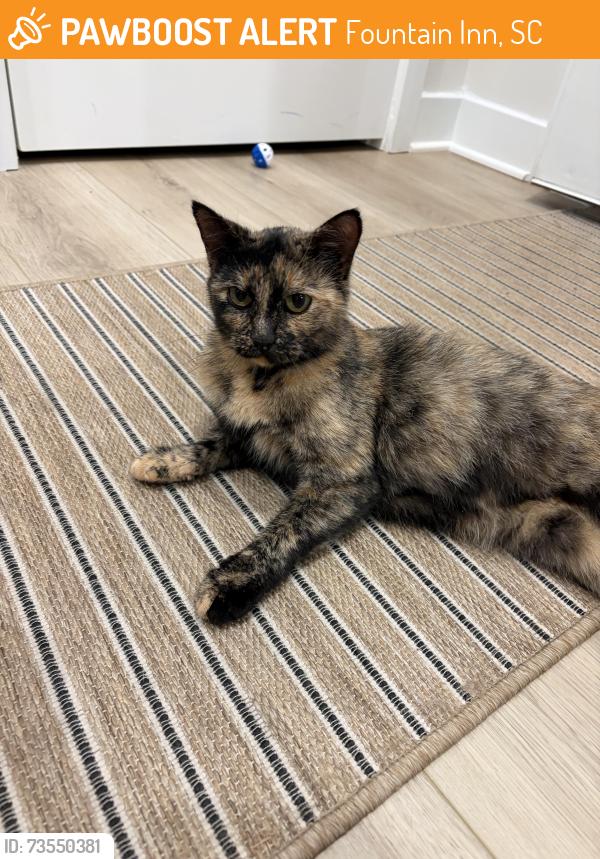 Found/Stray Female Cat last seen Canterbrook Farms neighborhood in fountain inn, Fountain Inn, SC 29644