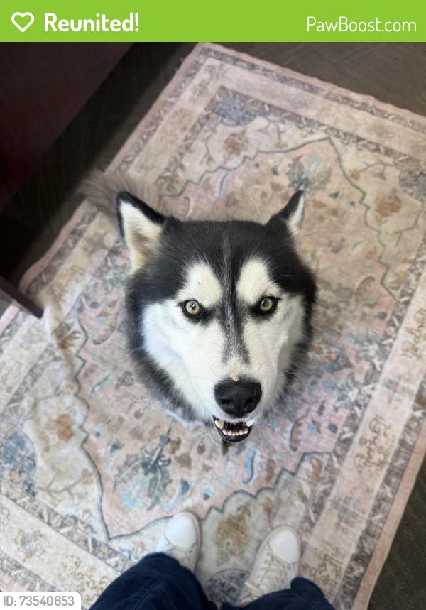 Reunited Male Dog last seen Wendover & Norwalk, Greensboro, NC 27407