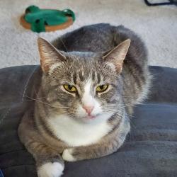 Lost Female Cat last seen Marrimac, Norfolk, VA 23504